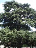Tours Libanonzeder