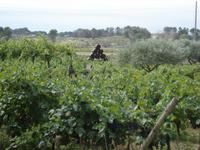 Valmagne Weingut
