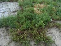 Vegetation der Camargue