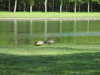Versailles