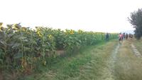 Wandergruppe am Genfer See (W)