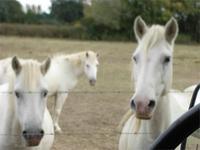 Weiße Pferde der Camargue