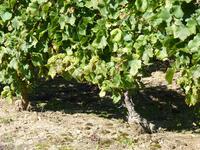 Wein aus Burgund