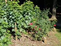 Wein und Rosen