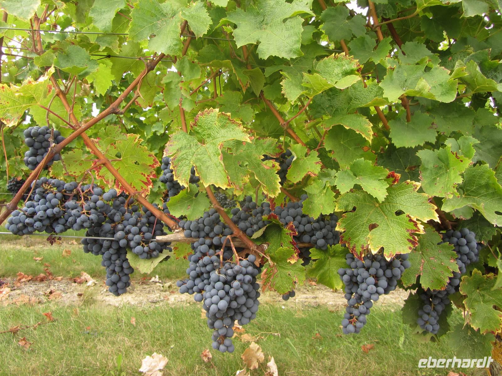 Wein