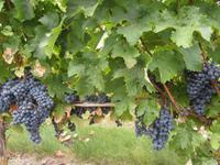 Wein