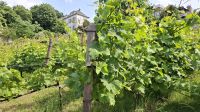 Weinberg Montmartre.jpg