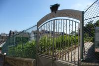 Weinberg am Montmartre
