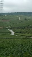 Weinfelder in der Champagne 