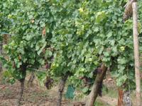 Weingut Ruhlmann