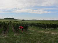 Weinprobe