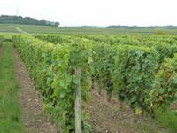 Weinreben bei Saumur