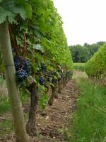 Weinreben bei Saumur