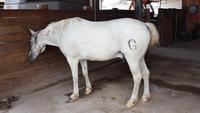 Weisses Pferd der Camargue