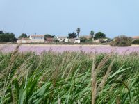 die Farbe 
