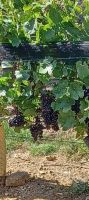 die begehrte rote Schale der Trauben für den Rotwein
