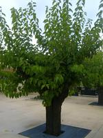 ein Maulbeerbaum