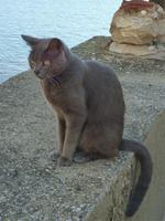 ein netter Kater