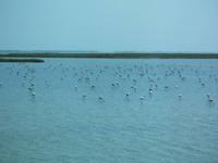 frei lebende Flamingos in der Camargue
