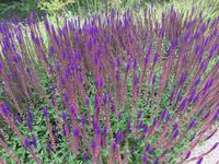 im Garten von Azay-le-Rideau 