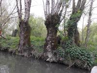 im Marais Poitevin
