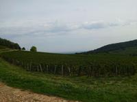 im Weingebiet Beaujolais