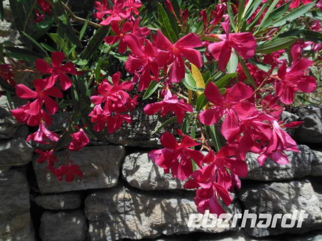 in Gordes