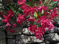 in Gordes