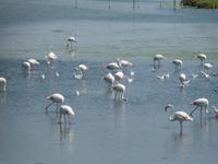 in der Camargue