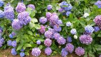 normandie Blüten705