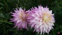 normandie garten 406