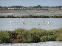 und Flamingos