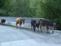 die Kühe gehen nach Hause