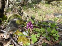 Wanderung zum Chalaadi Gletscher