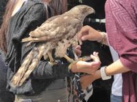 wo bleibt der Tierschutz?