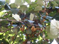 Kiwi Baum