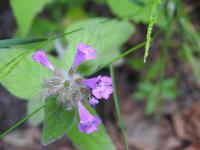 Wanderung zum Chaaladi Gletscher