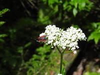 Wanderung zum Chaaladi Gletscher