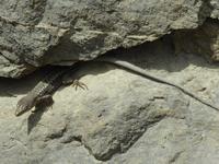 auf dem Weg nach Svanetien