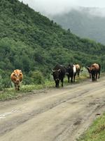 Swanetien: Die Kühe, unsere ständigen Begleiter