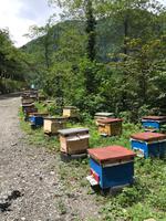 Bienenstöcke am Rand der Straße