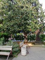 Magnolia, die vom berühmten Marine-Maler Ivan Aiwasowski 1890 angepflanzt wurde