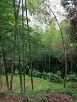 Im botanischen Garten, Batumi