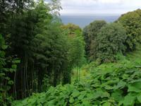 Im botanischen Garten, Batumi