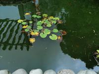 Im botanischen Garten, Batumi