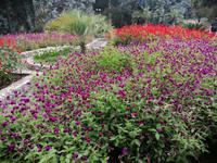 Im botanischen Garten, Batumi