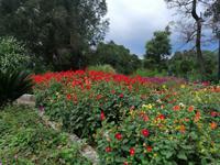 Im botanischen Garten, Batumi