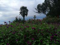 Im botanischen Garten, Batumi