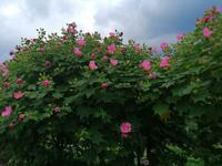 Im botanischen Garten, Batumi