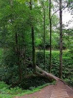 Im botanischen Garten, Batumi